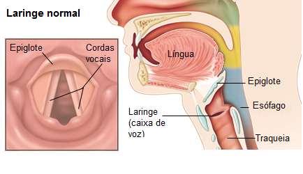 c) Laringe É uma estrutura cartilaginosa que, no homem, forma uma saliência conhecida como pomo de Adão.