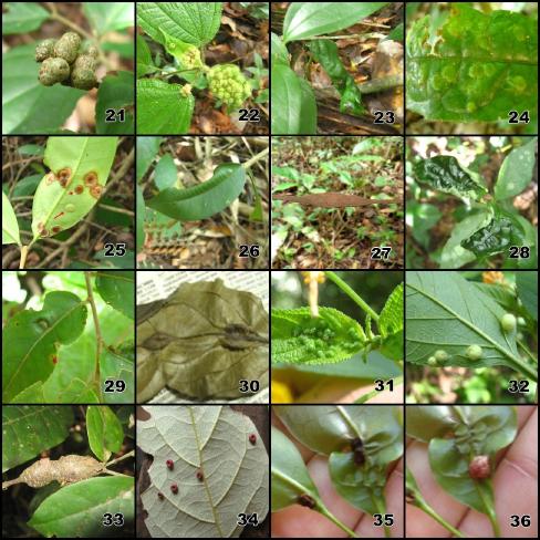 (19-20); Malvaceae: Indeterminada 1 (21); Melastomataceae: Clidemia sp. (22) Indeterminada 2 (23); Moraceae: Sorocea sp.