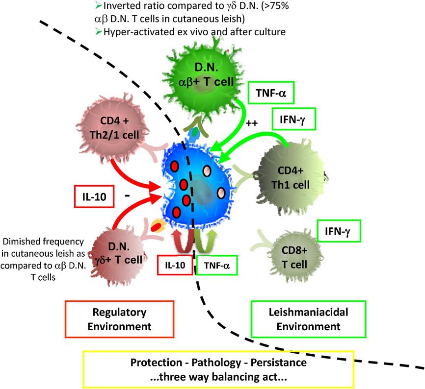 Immunoregulatory mechanisms and CD4 CD8 T cell subpopulations in human cutaneous leishmaniasis 1341 of molecules.