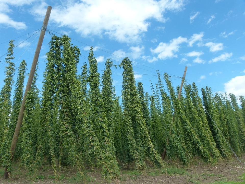 lupulada, chamada "ALE" e o produto lupulado, chamando de "cerveja". Até o final de 1600 todas as cervejas na Inglaterra estavam sendo lupuladas.