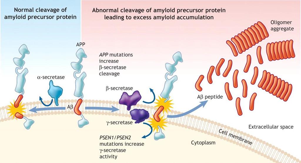 Acúmulo de Proteínas não-funcionais b) Devido a transcrição do DNA em RNA não ocorrer