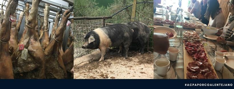 Como é habitual o ACEPA, que é formado pela a ACPA e pela ANCPA, promovem CONCURSO NACIONAL MORFOLÓGICO DO PORCO DA RAÇA ALENTEJANA, e este ano ano é a XXI edição.