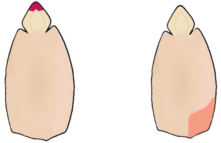 Inicialmente foram avaliados os cortes, testando-se os seguintes procedimentos: semente úmida cortada longitudinalmente através da metade distal dos cotilédones (Brasil, 1992); semente úmida cortada