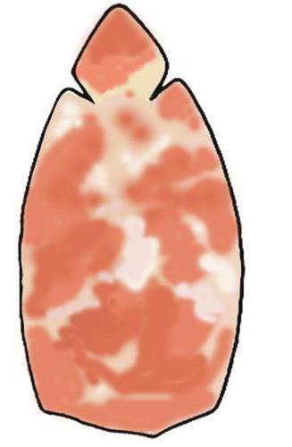 em mais de 2/3 de sua extensão atingindo a região do córtex (c); embrião de cor branca em toda a sua extensão (d); e embrião com distribuição das cores vermelha, rosa e branca formando um mosaico