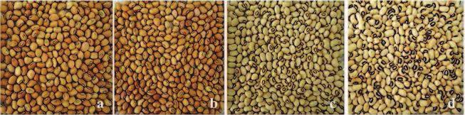 A grande diversidade de tipos de grãos faz com que no programa de melhoramento sejam conduzidas várias populações segregantes direcionadas para obtenção de cultivares com os diferentes tipos que o