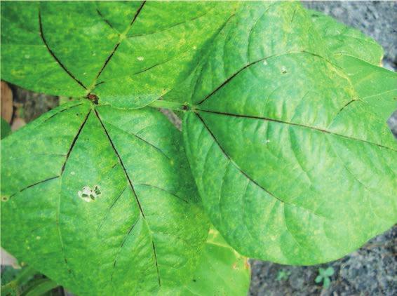 Manejo de doenças 145 severo, o fungo atinge as sementes, ocasionando machas pardacentas, às vezes pouco perceptíveis em sementes de tonalidade escura.