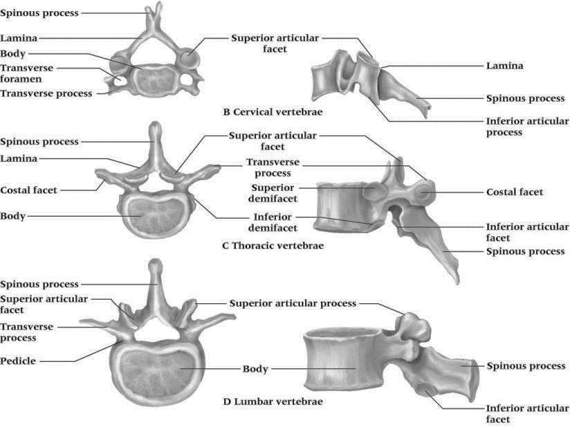 Características especificas das vertebras