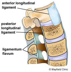 Ligamentos da coluna lombar