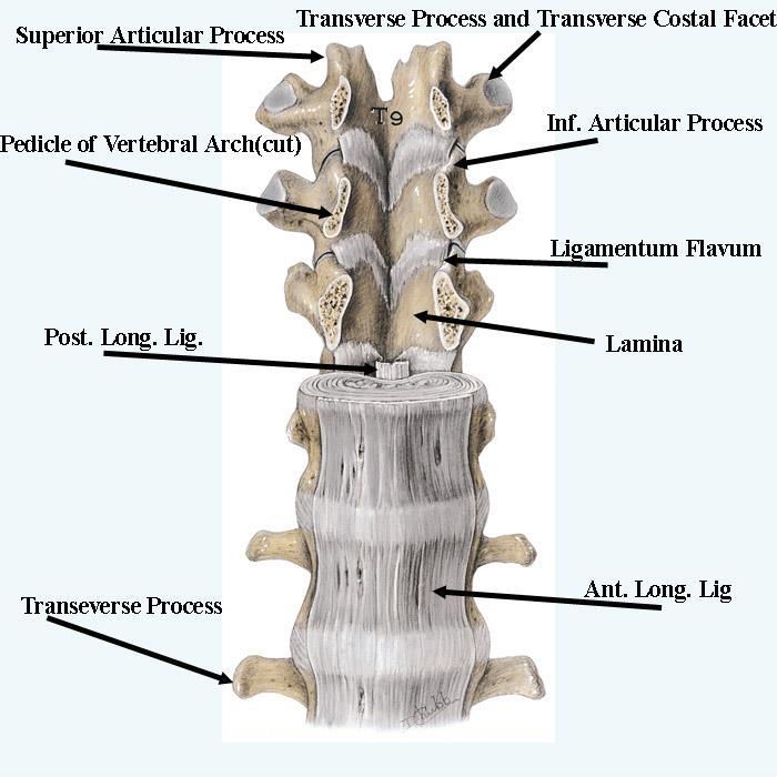 Relembrando Ligamentos da coluna lombar Ligamentos dos corpos vertebrais: lig.