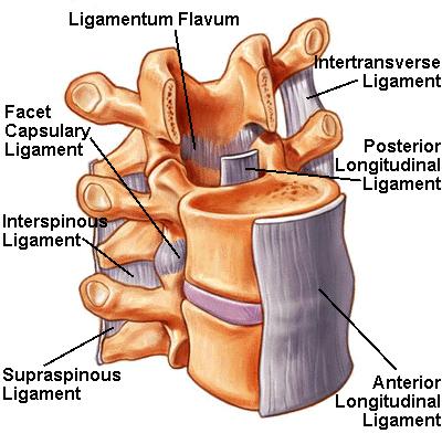 Coluna vertebral para lembrar Ligamentos da coluna: Lig. Longitudinal anterior Lig.
