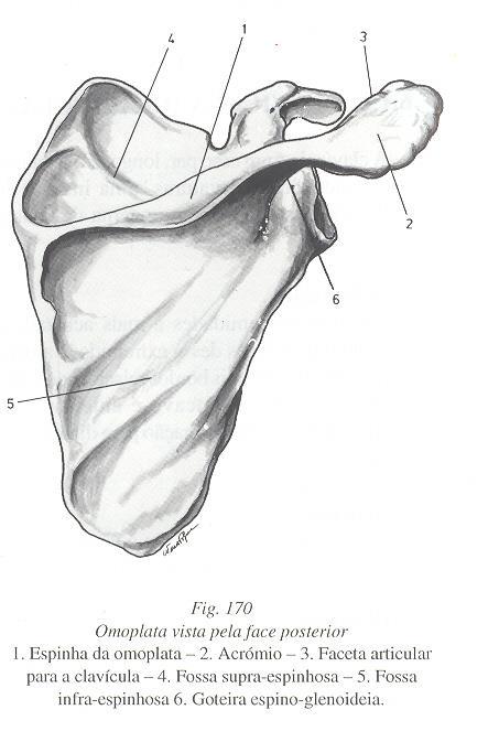 Escápula / Omoplata É um osso par, chato bem fino podendo ser translúcido em certos pontos. Forma a parte dorsal da cintura escapular.