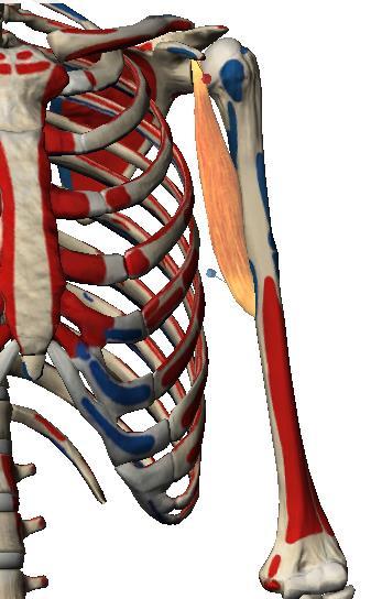 UMERO (HUMERUS) Face antero-interna A face ântero-interna apresenta o buraco nutritivo principal do