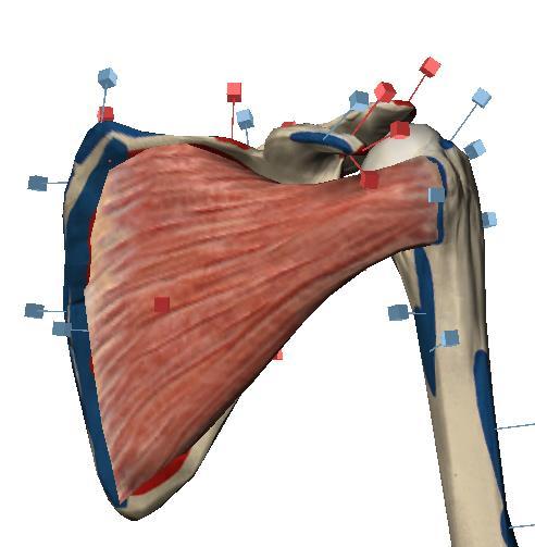 O troquíter (Tuberculum majus) é a mais volumosa e apresenta três facetas: a superior, onde se insere o músculo supra-espinhoso; a média para o infra-espinhoso, e a inferior para o pequeno redondo.