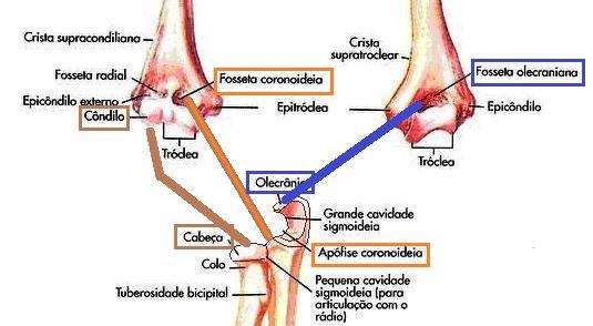 Úmero Cúbito