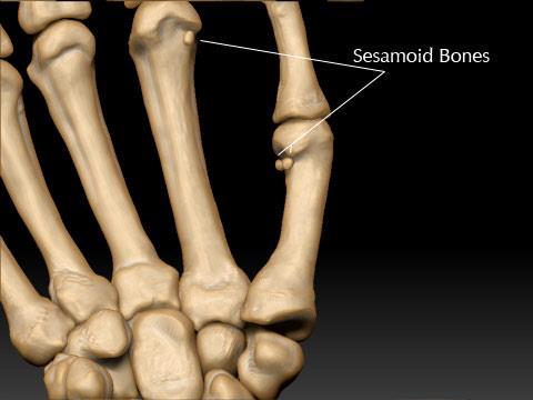 músculo, de tal forma que as forças musculares possam ser aplicadas com maior eficiência.