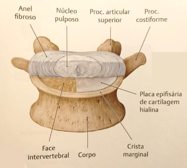 Anatomia Geral