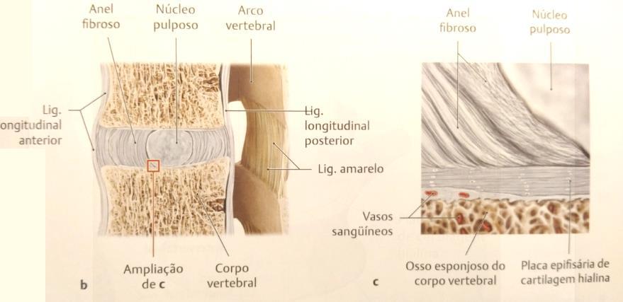 Disco Intervertebral Julho 2011 Manual de