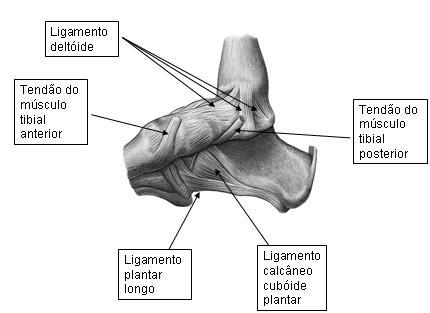 talofibular anterior: vai do maléolo lateral até o colo do talus. É pouco resistente.