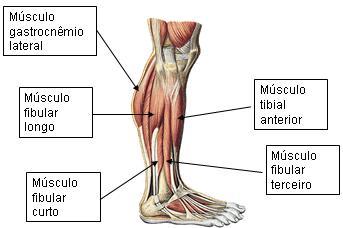 8.4 Fibular terceiro Situa-se na região ânterolateral da perna.