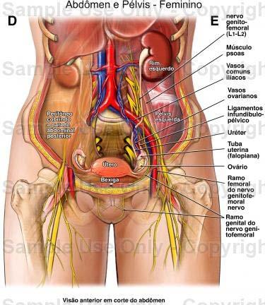 TRAUMA DE ABDOME Anatomia interna Cavidade do corpo que contém estruturas, órgãos e vasos calibrosos: Órgãos sólidos fígado, baço, pâncreas, rins.