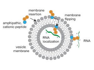 Protocélulas O lipossomo protege o código genético