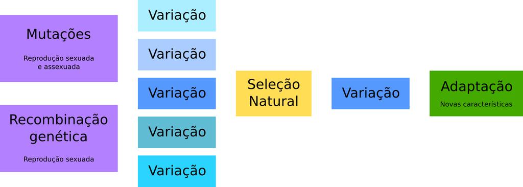 Evolução Teoria Sintética da Evolução (Darwin + Mendel): processo de