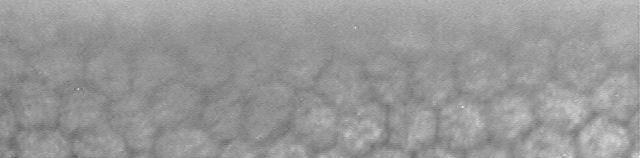 26 Fig. 5: Fotomicrografia especular do endotélio da córnea de um coelho com quatro anos de idade, com densidade celular de 1818,67células/mm 2.
