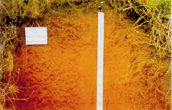 Figura 3 - Aspecto visual do perfil de solo preparado com arado de aiveca com tração animal (Paty do Alferes-RJ, 1995).