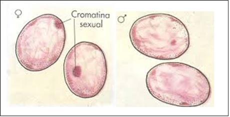 Mosaico nas fêmeas dos mamíferos p. 86 Como sabemos um dos cromossomos X das células femininas aparece condensado, como um corpúsculo corado, chamado de cromatina sexual.
