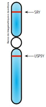 O cromossomo Y apresenta menos de cem genes. Um deles, chamado SRY, promove a transformação de uma gônada indiferenciada do embrião em testículo.