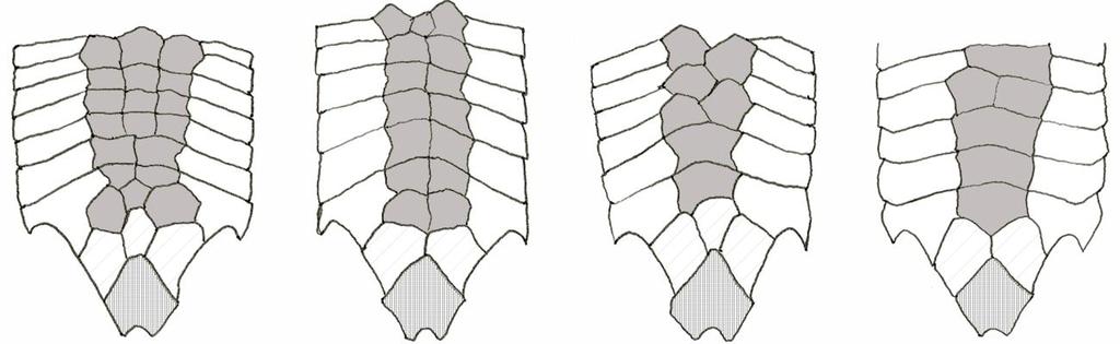 Placas abdominais anteriores Placas abdominais medianas Placa pré-anal Placas abdominais laterais Placas que contatam a margem anterior da placa pré-anal A B C D Figura 1.