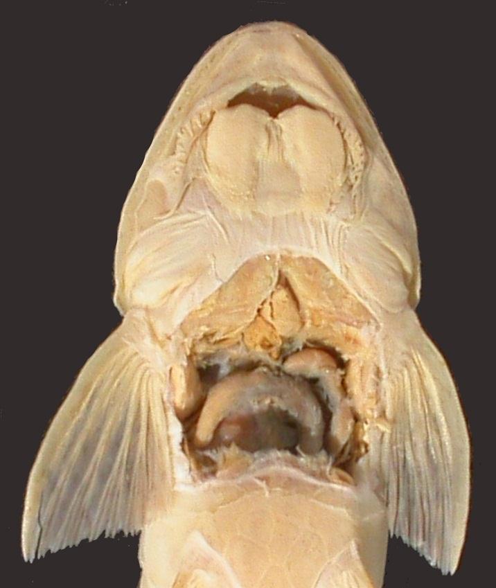 Figura 4. Vista ventral da cabeça e região abdominal de Loricariichthys platymetopon (MZUSP 25674, 197.3mm CP).