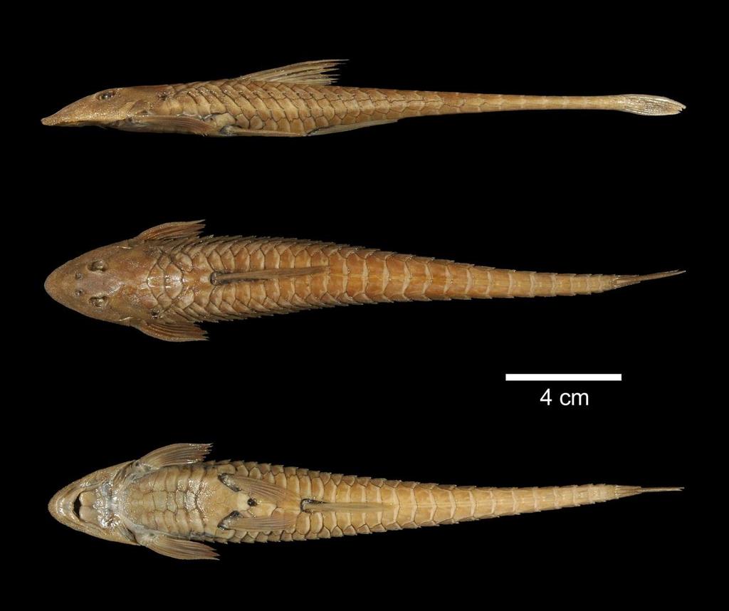 Figura 35. Loricariichthys labialis, BMNH 1895.5.17.98, 197.0mm CP, lectótipo.