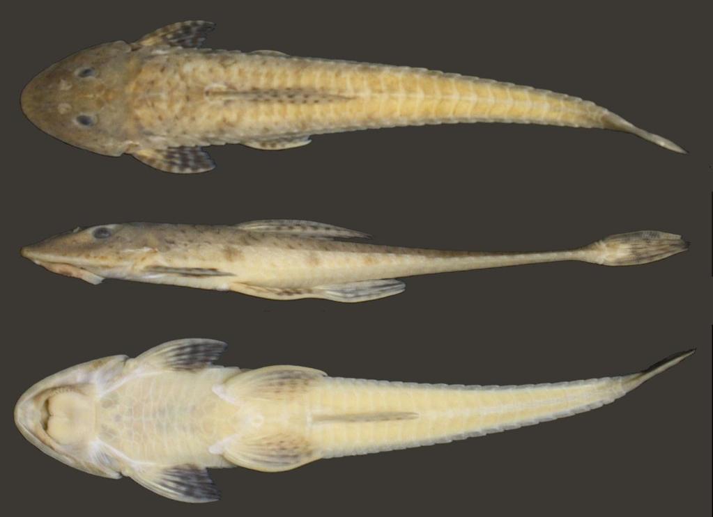 Figura 65. Loricariichthys sp. n.