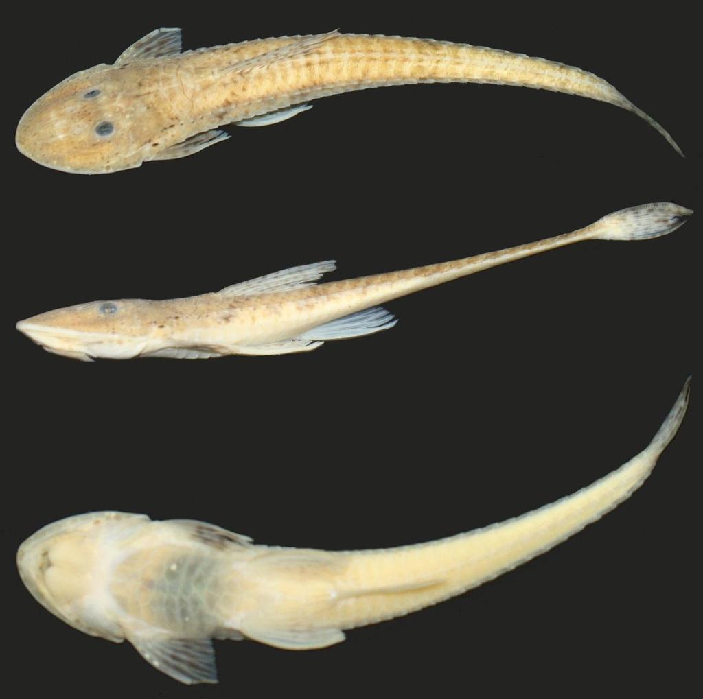 Figura 73. Loricariichthys sp. n.