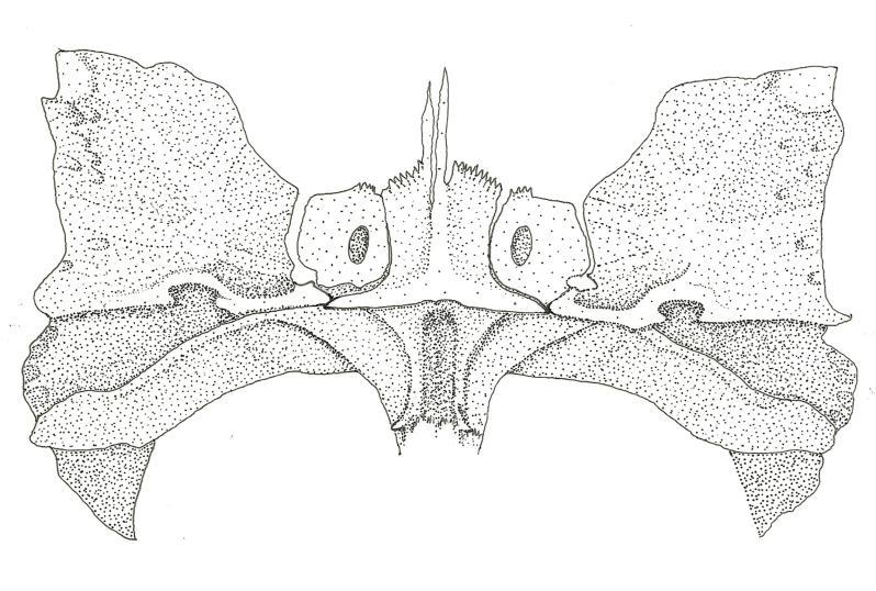 Basioccipital Exoccipital Pterótico-supracleitro Processo transverso do aparelho de Weber A Exoccipital Basioccipital Pterótico-supracleitro Processo transverso do aparelho de Weber B Figura 6.