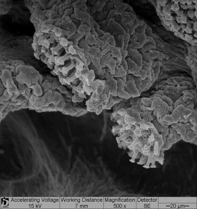 Hypostominae; MZUSP