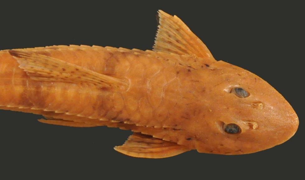 A B Figura 32. Vista dorsal de Loricariichthys maculatus (A; ANSP 162328, 189.6 mm CP) e de L.