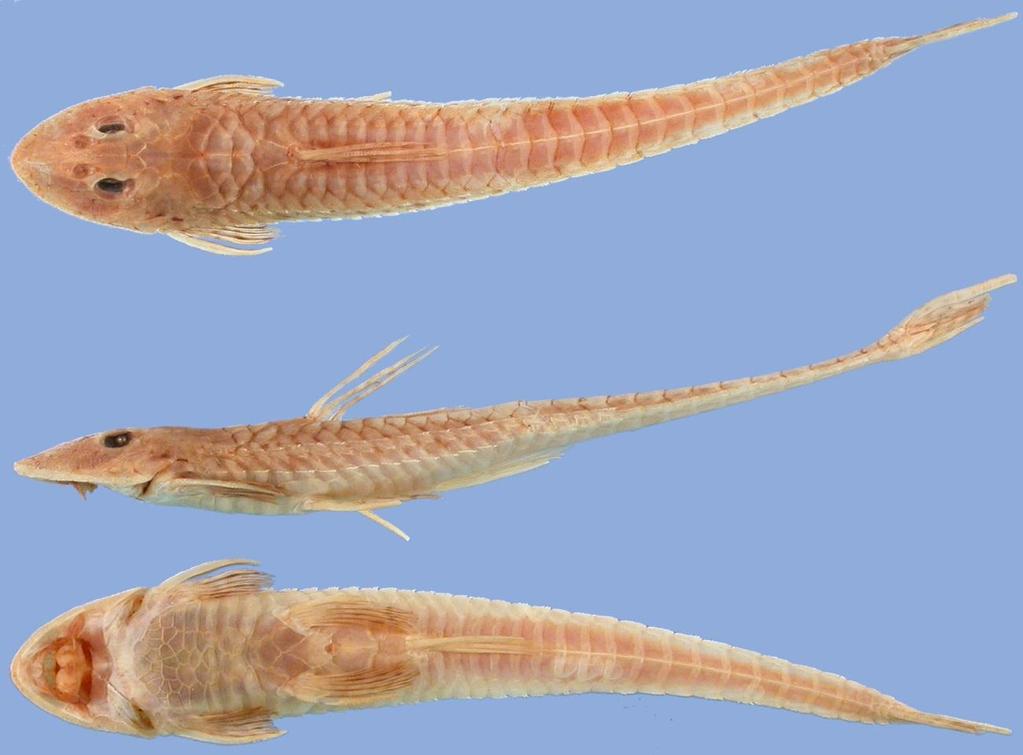 ANEXO C Vista dorsal, lateral e ventral de Loricariichthys derbyi (ANSP 39932,