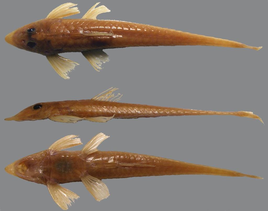 ANEXO D Vista dorsal, lateral e ventral de Loricariichthys edentatus (MACN 4041,