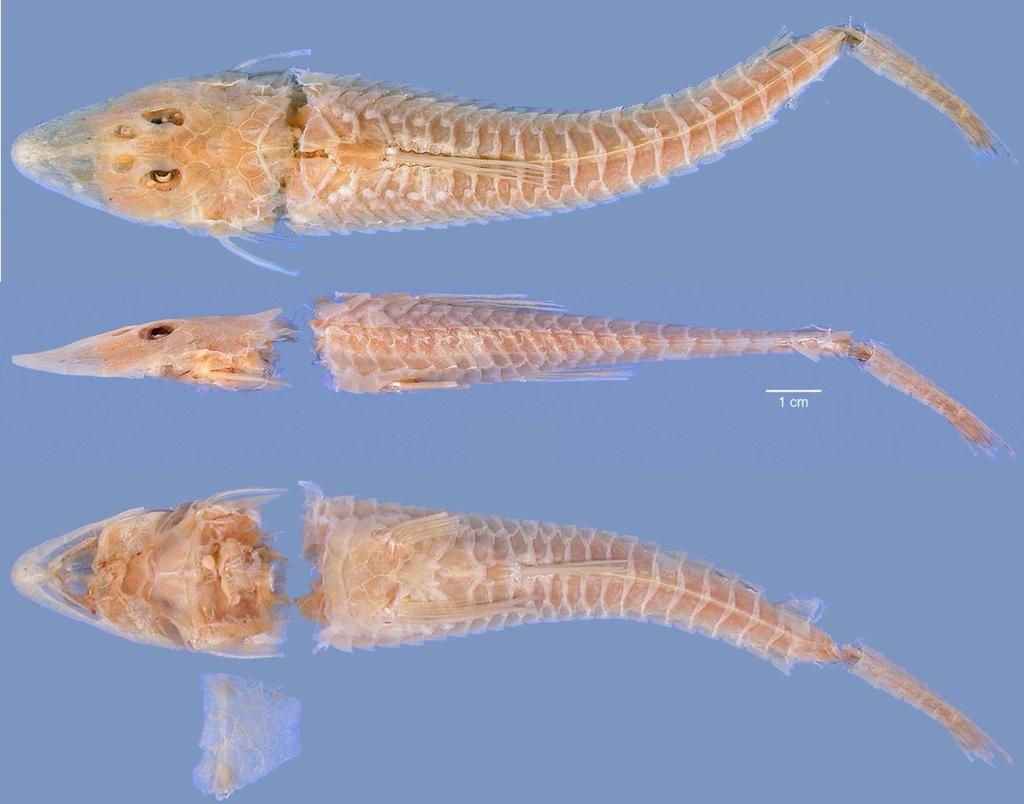 ANEXO E Vista dorsal, lateral e ventral de Loricariichthys hauxwelli (ANSP