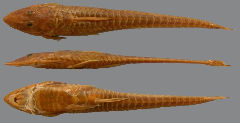 ANEXO G Vista dorsal, lateral e ventral de Loricaria microdon (FMNH 53555, 80.