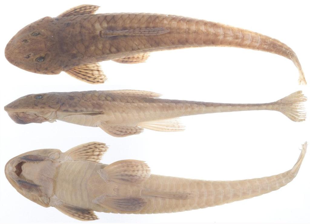 ANEXO H Vista dorsal, lateral e ventral de Loricariichthys platymetopon (USNM