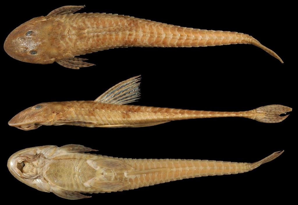 6mm) e Loricariichthys ucayalensis (B; BMNH 1913.7.30.