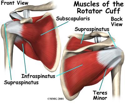 Anatomia