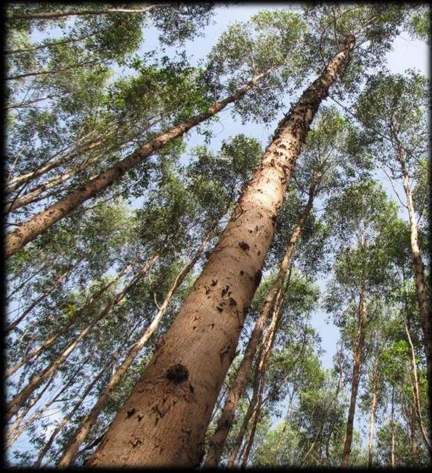 BSC/ Gleison Rezende Árvores Plantadas Planted Trees O que são? Árvores plantadas são talhões de árvores reflorestados por meio do plantio de mudas.