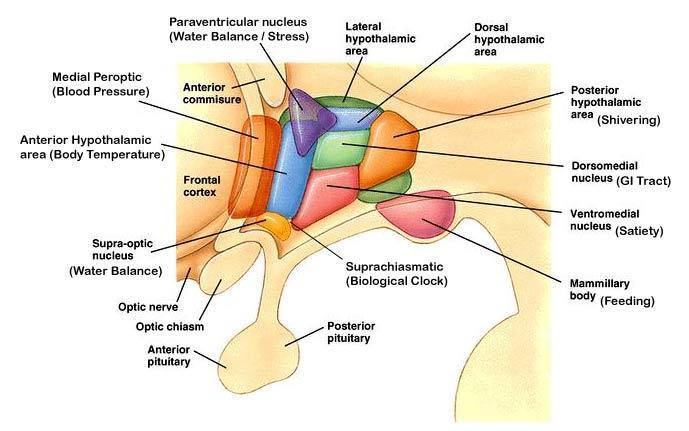 Vias eferentes nervosas dos núcleos supraquiasmáticos: bhavanajagat.