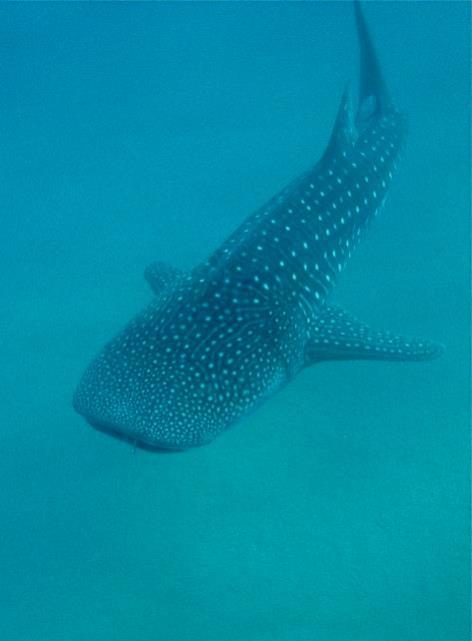 3.Monitoria de espécies marinhas a) Tubarão Baleia Fotos de ID colectadas durante o mergulho ou o Ocean Safari Wildbook usado para