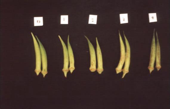 Figura 2 Escala visual de avaliação do escurecimento em frutos do quiabeiro armazenados sob baixa temperatura, com notas de 0 a 4: 0, valor zero (0), ausência de manchas escuras; valor um (1),