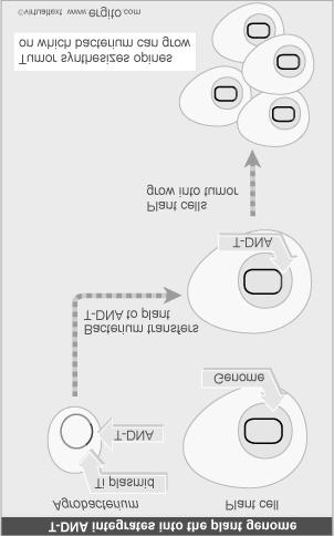 Agrobacterium - Transfere um fragmento de DNA, o T-DNA, do plasmídio Ti no genoma vegetal. - Inserção em posição aleatória dentro do genoma.